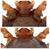 Ixodes ricinus